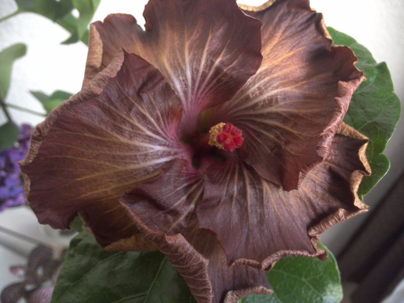 WIN_20170509_100007 - Moorea Silver Storm