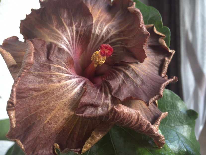 WIN_20170509_100030 - Moorea Silver Storm