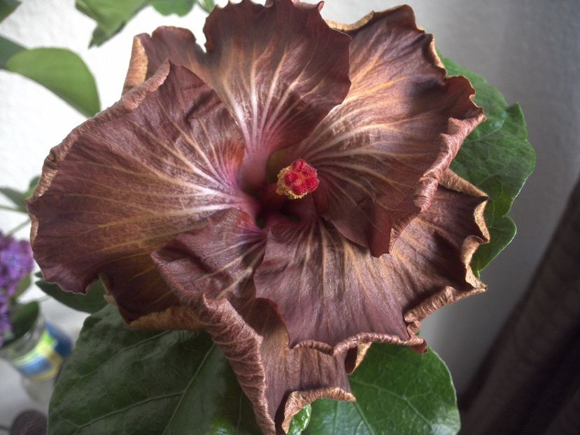 WIN_20170509_095827 - Moorea Silver Storm