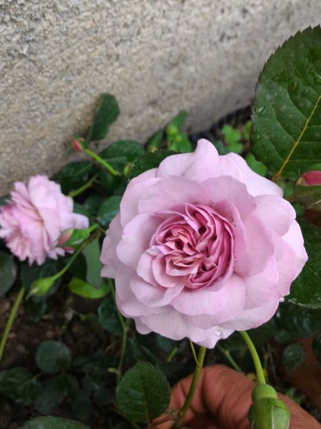 P_20170508_173228_1_p - Florence Delattre