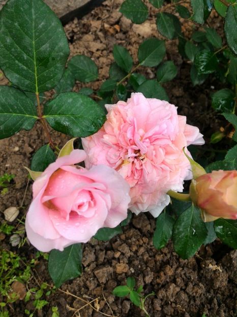 P_20170508_172724_1_p - Festival des Jardins de Chaumont