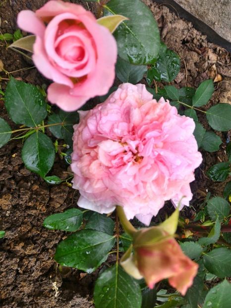 P_20170507_160712_1_HDR_p - Festival des Jardins de Chaumont