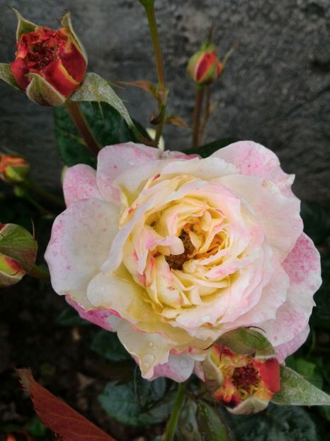 P_20170508_172713_1_p - 2017 Trandafiri