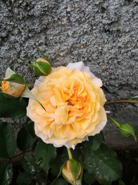 P_20170508_172616_1_p - 2017 Trandafiri