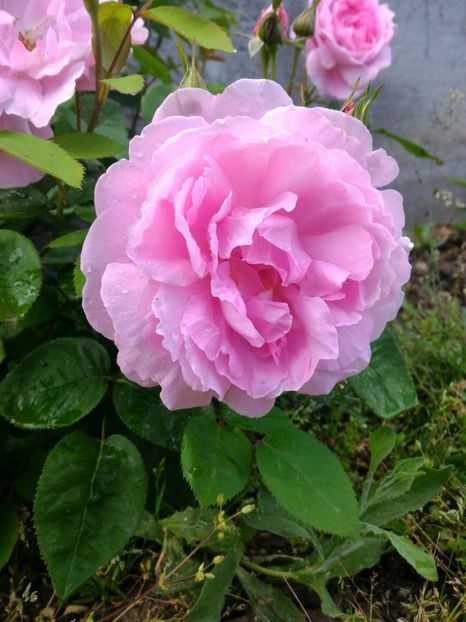 P_20170508_172540_1_p - 2017 Trandafiri