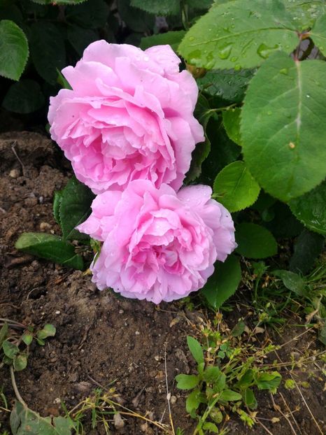 P_20170508_172529_p - 2017 Trandafiri