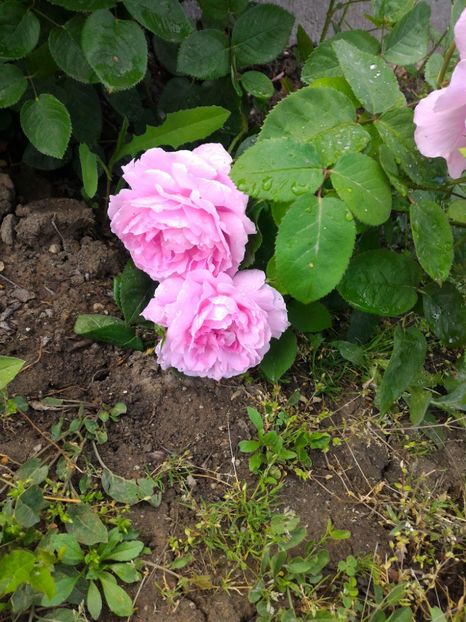 P_20170508_172524_p - 2017 Trandafiri