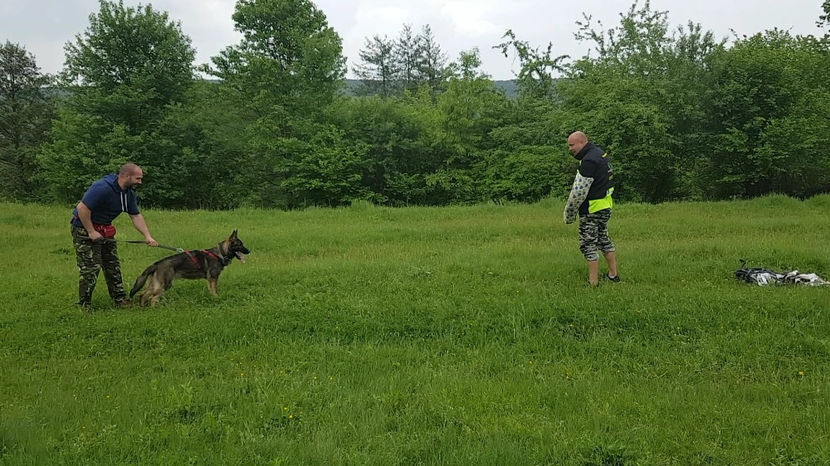 ATHOS 2 - Ciobanesc German Athos