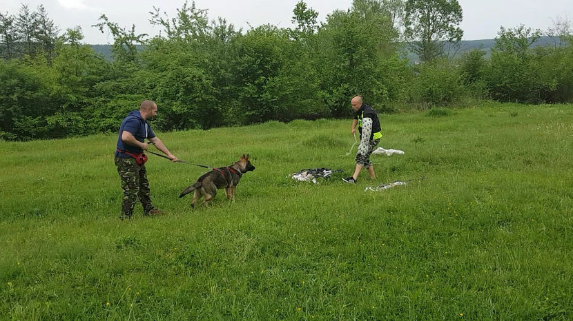 ATHOS 6 - Ciobanesc German Athos