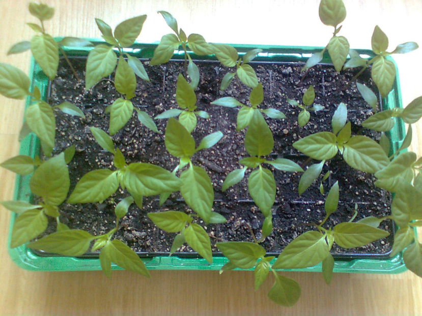  - RASADURI si RECOLTA