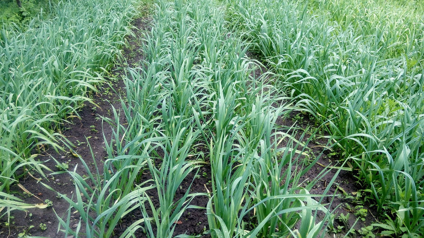 Usturoi - GRADINARIT -2017