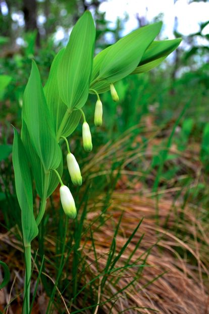 Polygonatum Multiflorum - Pecetea lui Solomon - Ierbar