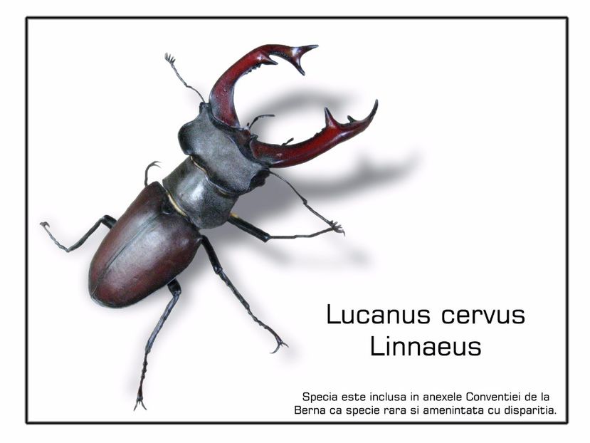 Lucanus Cervus Linnaeus - Insectar