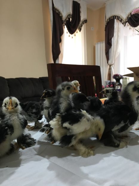  - Puișori cochi pitic 2017