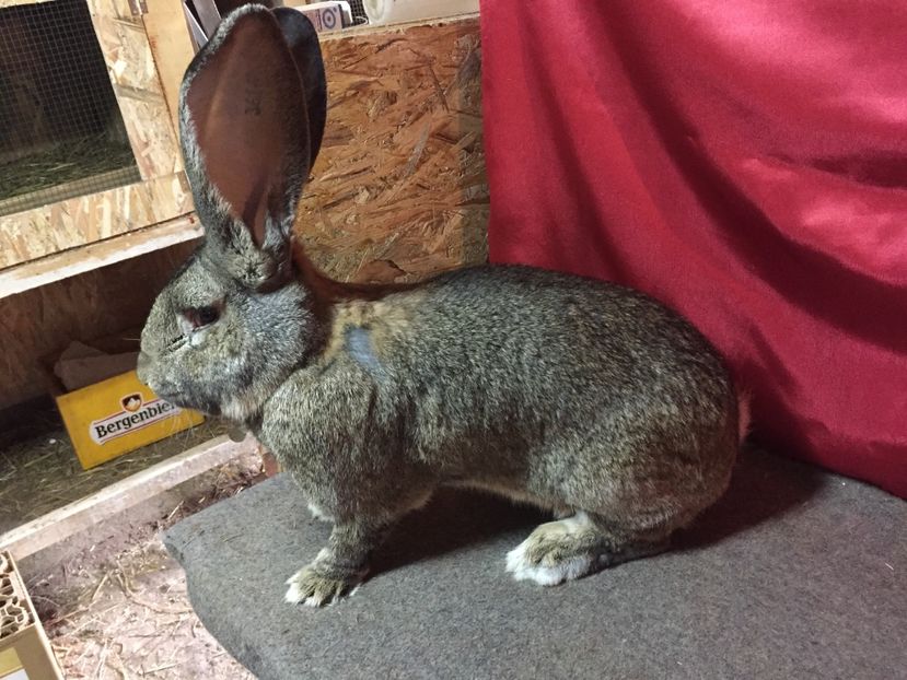 RO 229 3616(M4) - MASCULI UGG 2017