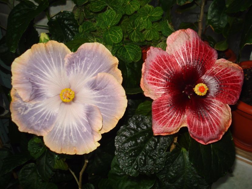  - HIBISCUS 2017