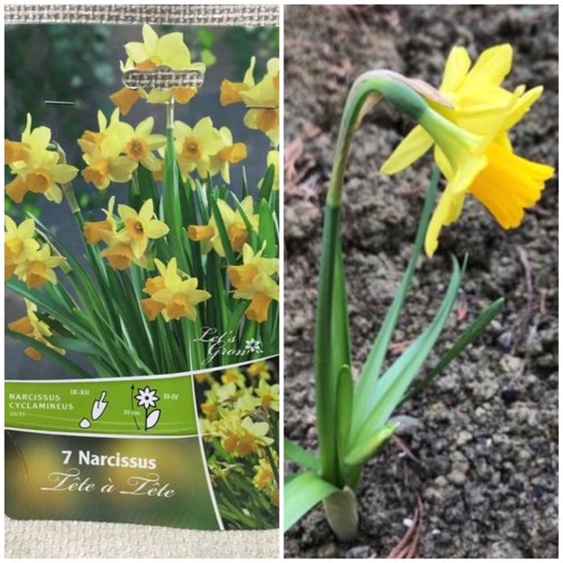 A iesit ce am plantat! - Gradina 2017