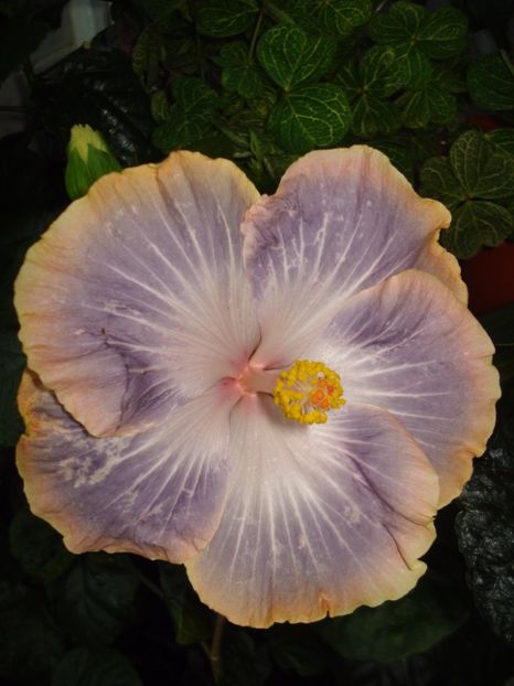  - Hibiscus Silver Memories