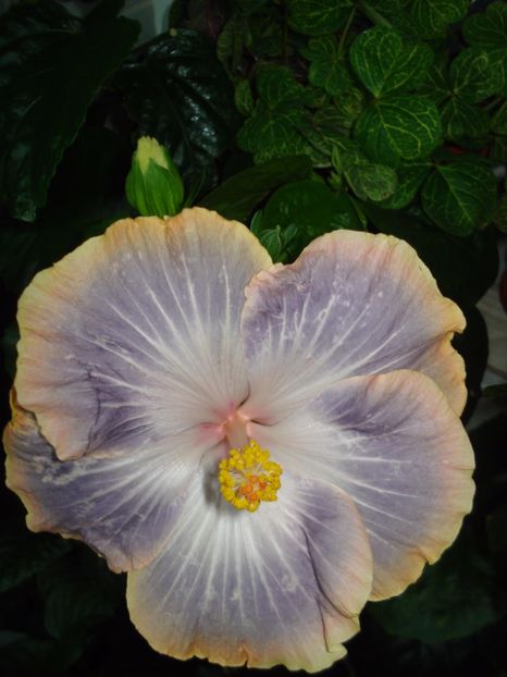  - Hibiscus Silver Memories