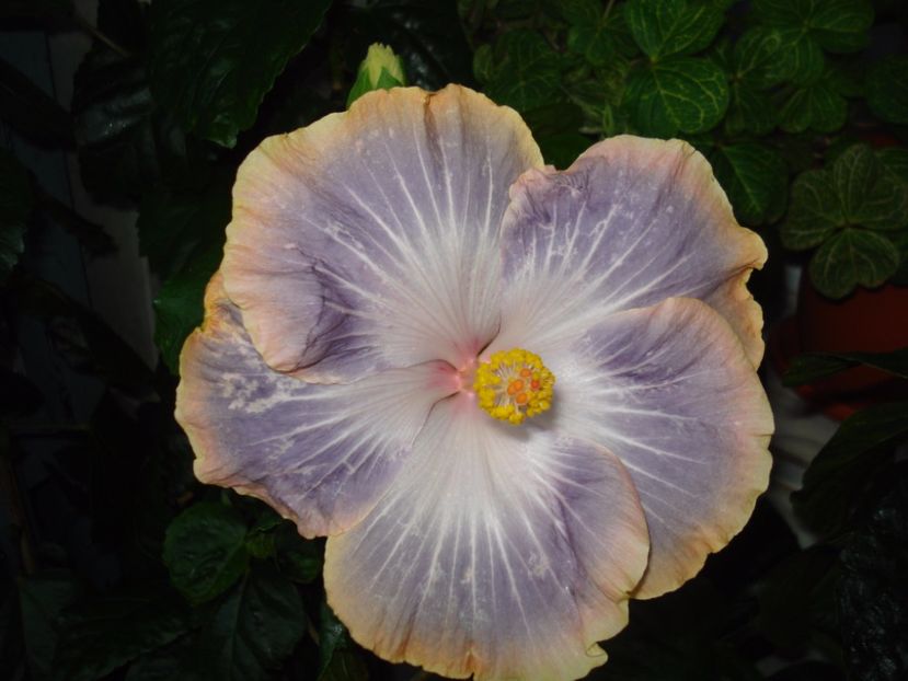  - Hibiscus Silver Memories