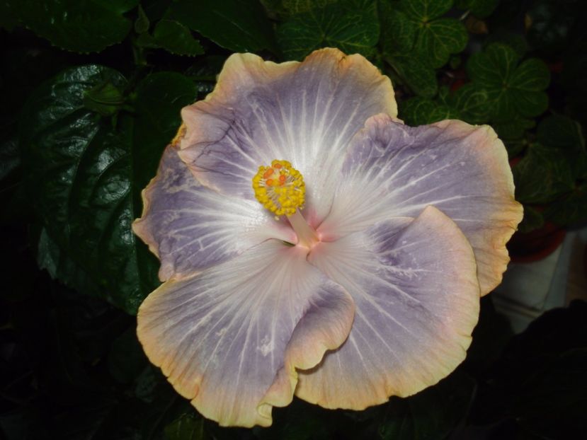  - Hibiscus Silver Memories