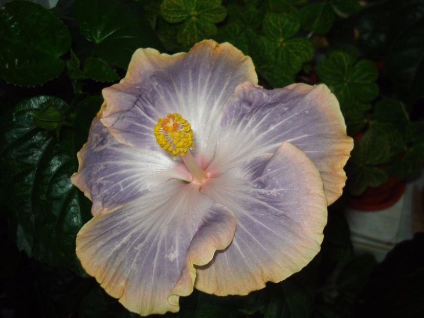  - Hibiscus Silver Memories