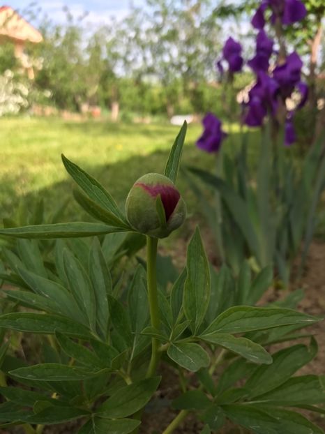  - Gradina 2017