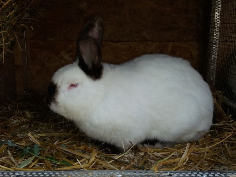  - Arhivă-Californieni