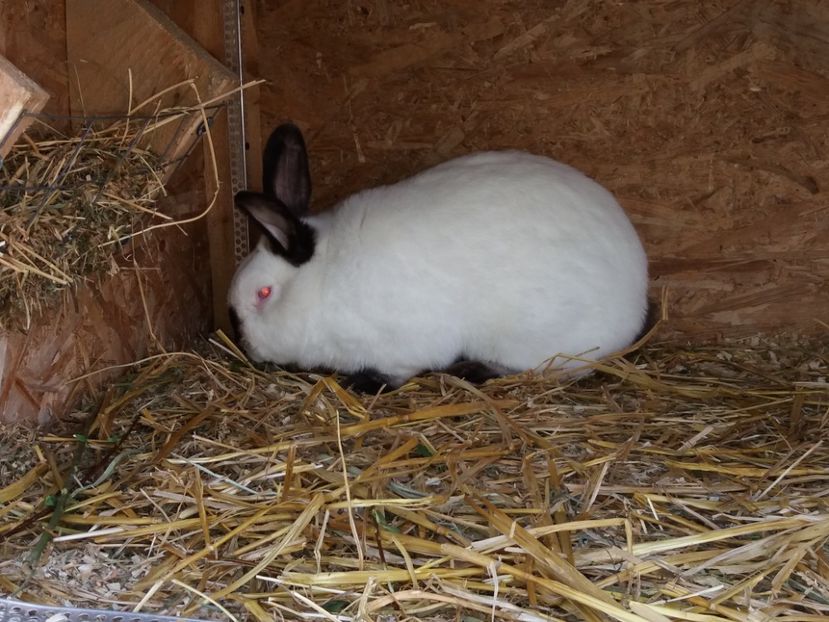  - Arhivă-Californieni