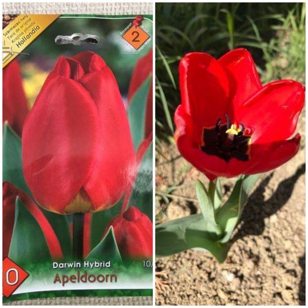 A iesit ce am plantat! - Gradina 2017