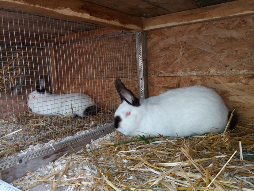  - Arhivă-Californieni