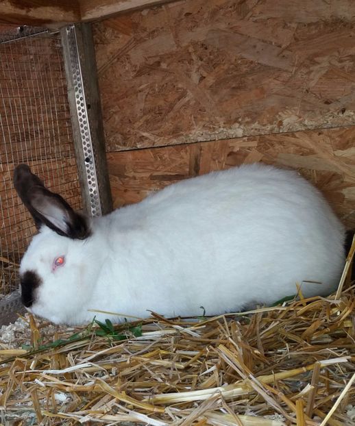  - Arhivă-Californieni