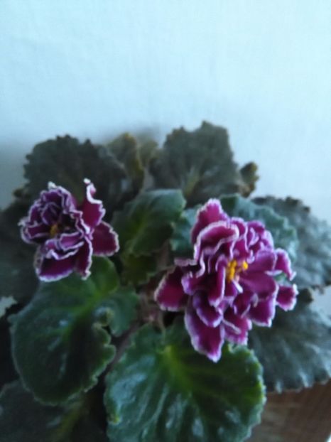  - 1-A-Violete 2017