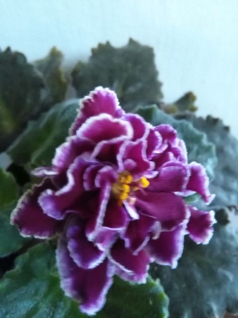  - 1-A-Violete 2017
