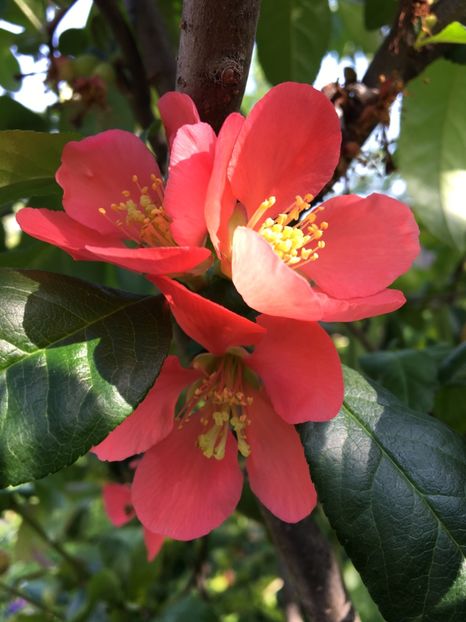  - Arbusti 2017 23 24