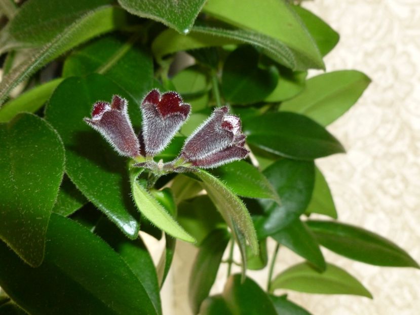  - 0 Zambetul florilor continua