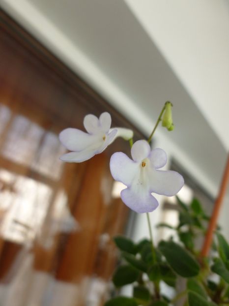  - 0 Zambetul florilor continua