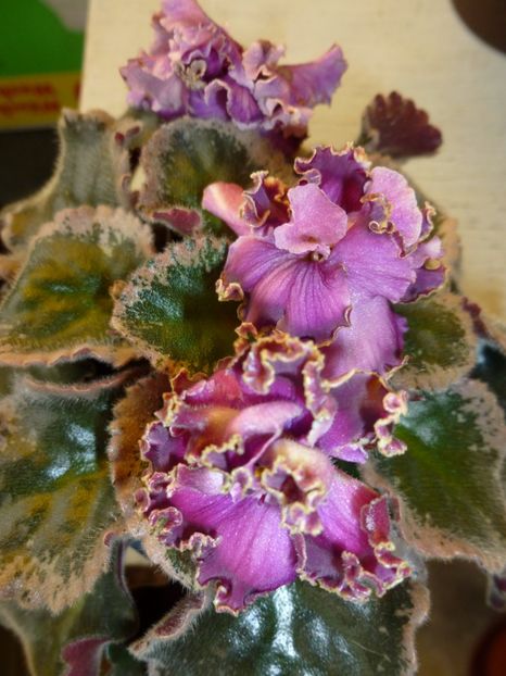 Le Pariszkije Tainy - 0 Zambetul florilor continua