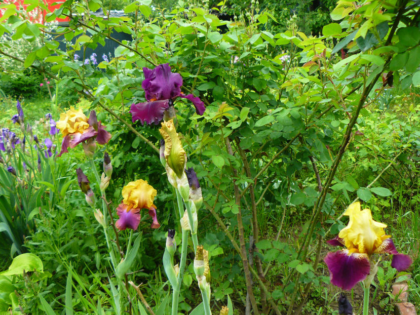 9 Mai - 2017 Mai_Idilic Garden