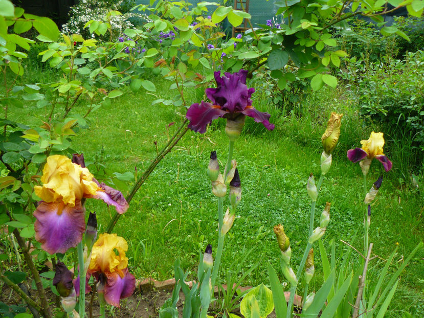 Gala Madrid , Cherry Glen , Blatant - 2017 Mai_Idilic Garden