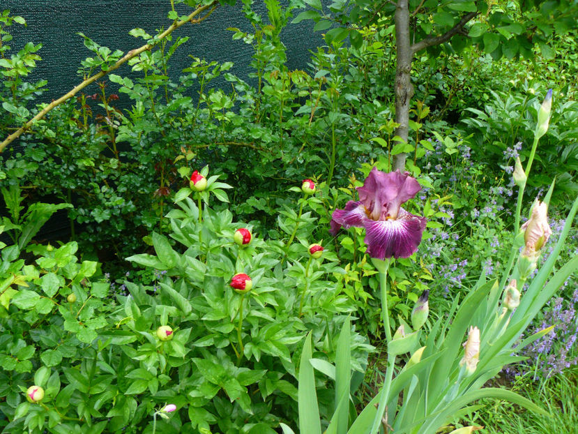 Vibration - 2017 Mai_Idilic Garden