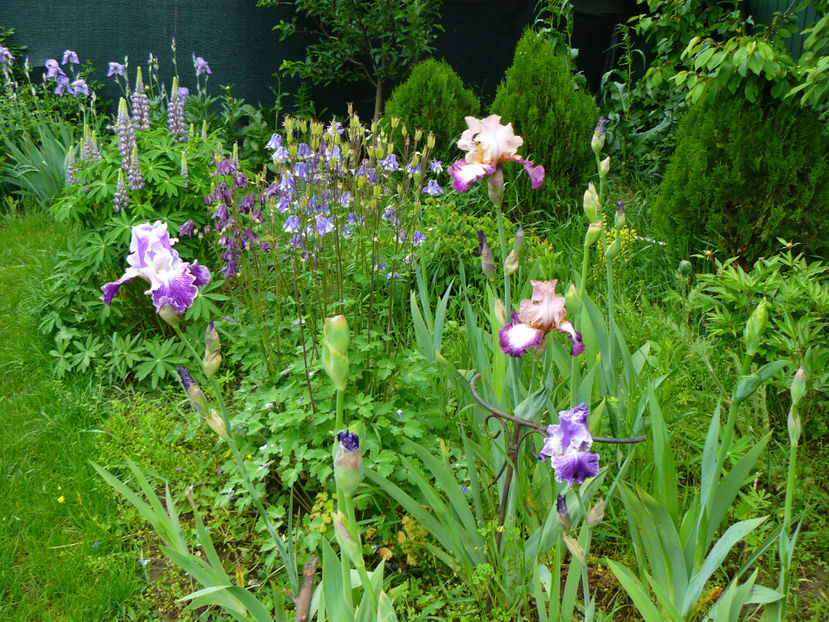 Telepathy ,Change of Peace si Fancy Dress - 2017 Mai_Idilic Garden