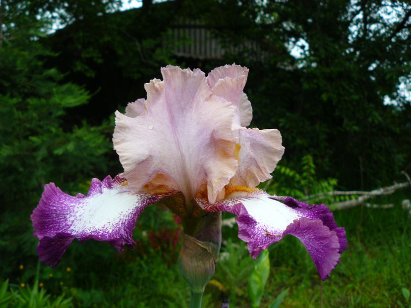 Change of Peace - 2017 Mai_Idilic Garden
