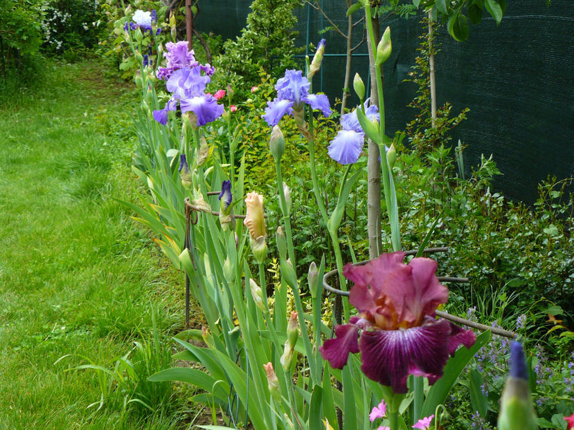 Vibration - 2017 Mai_Idilic Garden