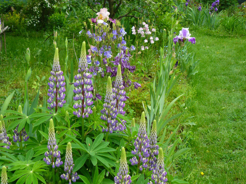 Aleea Irislandia - 2017 Mai_Idilic Garden