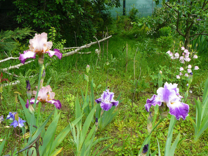 Change of Peace, Fancy Dress, Telepathy - 2017 Mai_Idilic Garden