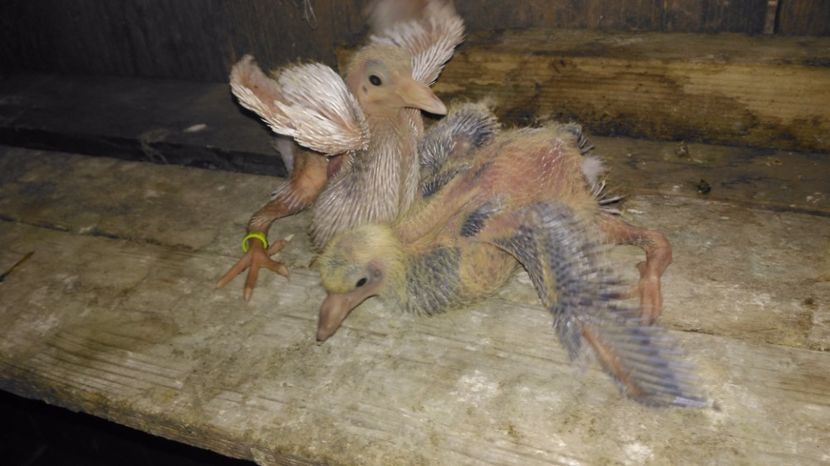 M sI F  seria a-3-a - PERECHEA 03_Alb gulerat si fem Rosu ciocanit