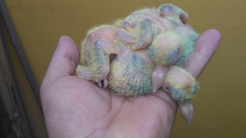 F  - seria a-2a - PERECHEA 05_- Pestrit si fem Neagra