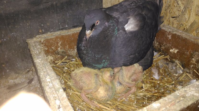  - PERECHEA 05_- Pestrit si fem Neagra