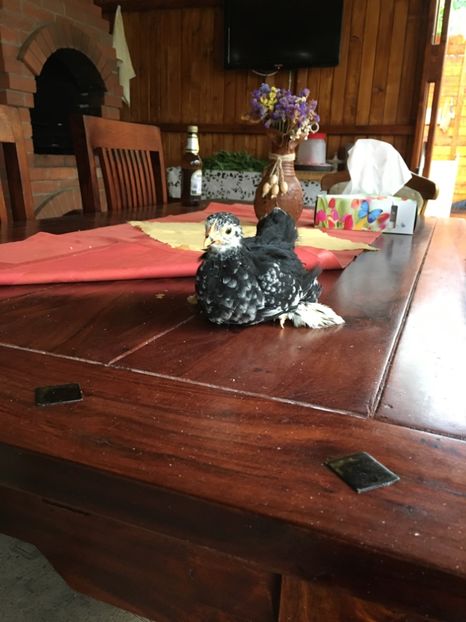  - Puișori cochi pitic 2017